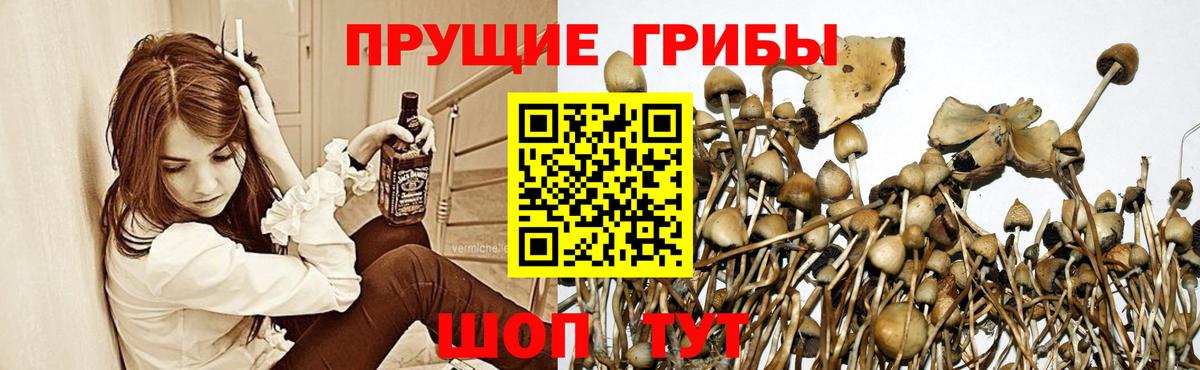 Псилоцибиновые грибы Cubensis Рязань